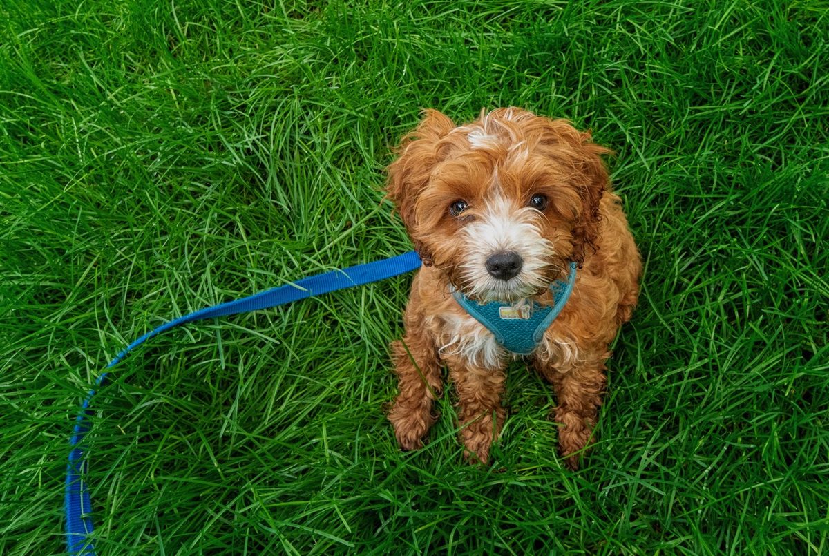 Cavapoo puppy sitting in the grass