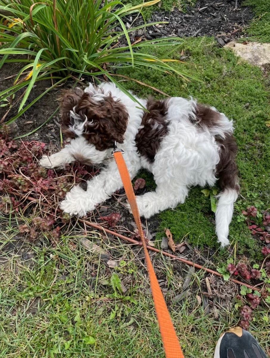 Brown and white puppy resting in a garden