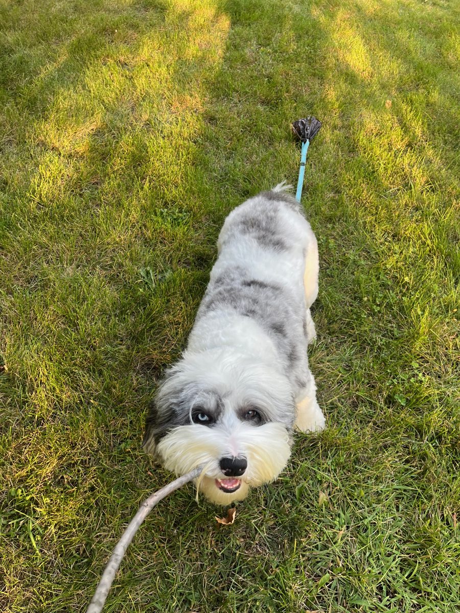 Sheepadoodle carrying a stick on a walk